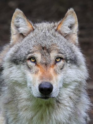 Kinderen en hond oog in oog met wolf in Ansen!