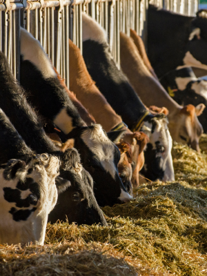 Uitgeputte koe krijgt stroomstoten en wordt meegesleurd