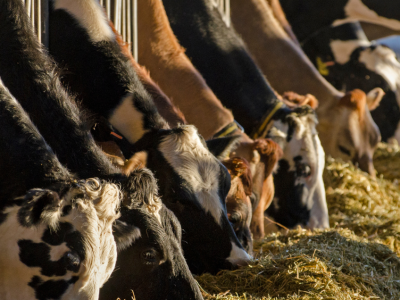 Uitgeputte koe krijgt stroomstoten en wordt meegesleurd
