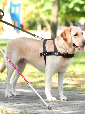 Kanspareltjes belagen hulphond Bumper met vuurwerk