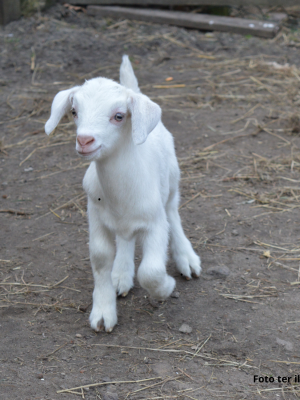 Poedelnaakt geitje geboren: ‘Alsof je rubber aait’