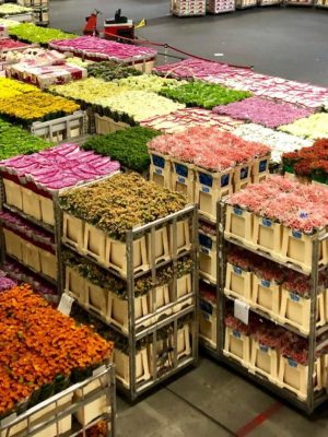 Bloemenveiling Royal FloraHolland gooit bom: vestiging in Eelde sluit volledig – tientallen banen verdwijnen