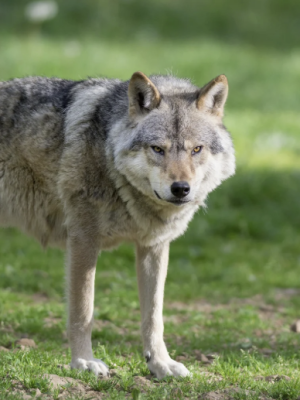 Wolf grijpt kind en sleurt hem het bos in bij Austerlitz – gebied per direct afgeraden voor gezinnen