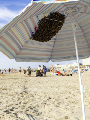 Paniek op het strand: 4000 bijen strijken neer op parasol van strandgangers