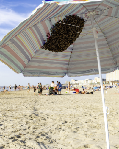 Paniek op het strand: 4000 bijen strijken neer op parasol van strandgangers