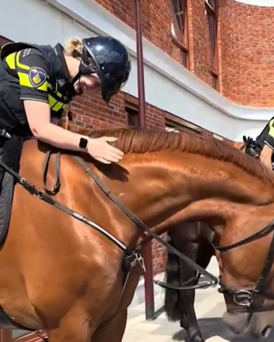 2,8 miljoen mensen lachen mee: vrouw streelt agente in plaats van paard