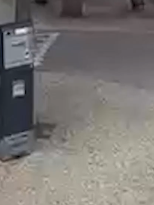 Wolf wandelt rustig langs terras vol ijs etende bezoekers in Hoenderloo