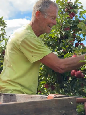 Uitzonderlijk goed fruitjaar in Utrecht: Appels en peren groter, zoeter en overvloediger dan ooit