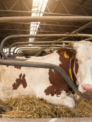 Turk (60) verkracht kinderboerderij-koe Laura in Enschede