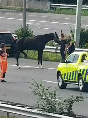 Paard loopt los over snelweg bij Leidschendam: A4 volledig dicht