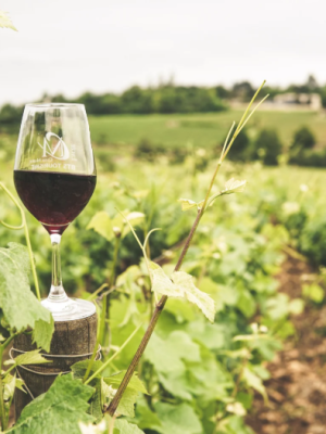 Crisis voor wijnboeren: consumptie keldert, afzetmarkten verdwijnen