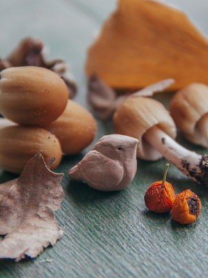 Helvoirt – Baby van 17 dagen overlijdt na ‘paddenstoelendieet’