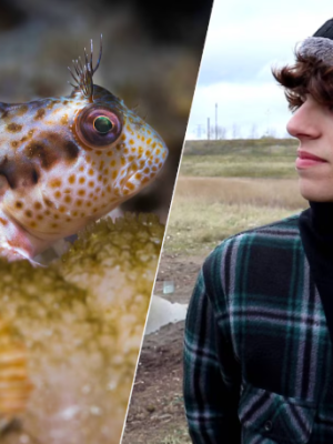 Ongelooflijke ontdekking: jonge Zeeuw Ruben (19) vindt nieuwe vissoort in Nederlandse zee