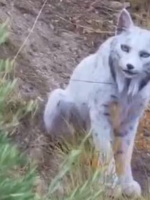 Hobbyfotograaf legt zeldzame witte Iberische lynx vast: ‘Ik kon mijn ogen niet geloven’