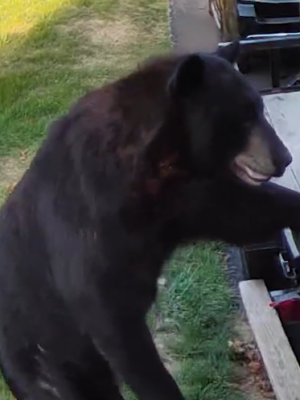 Schoolklas aangevallen door grizzly: leraar vecht voor zijn leven