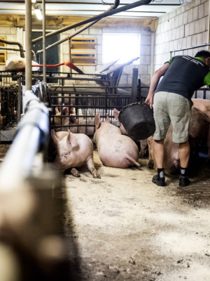 Monteur krijgt flinke schadevergoeding na onterecht ontslag om geloofsovertuiging