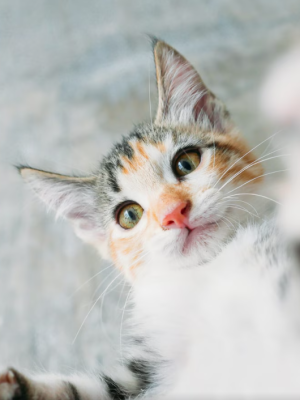 Alarm in Nederland: vogelgriep duikt op bij poes, minister geeft dringende waarschuwing