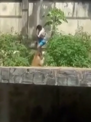 Afschuwelijke scène: 19-jarige komt om in leeuwenverblijf