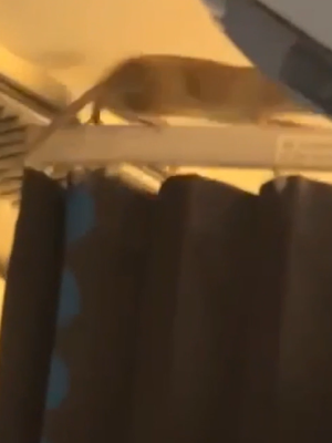 Rat in vliegtuig legt KLM-vluchten stil – passagiers zitten dagen vast op Aruba en Bonaire