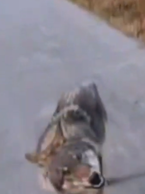 Probleemwolf duikt weer op en volgt wandelaars op de voet