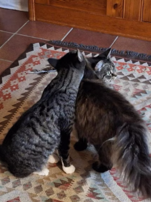 Katten Doerak en Cara nog vermist na explosie in Utrecht: ‘Vreselijk gemis’