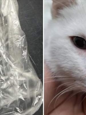 Zieke dader schiet katten neer met kruisboog in Eindhoven