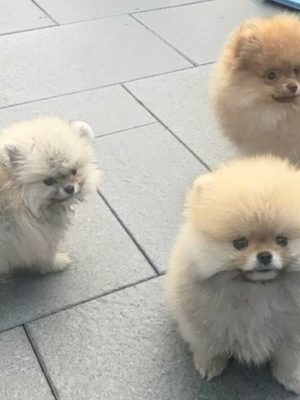 Puppy’s in erbarmelijke toestand aangetroffen in afgesloten auto: ‘Trillend en onder de ontlasting’