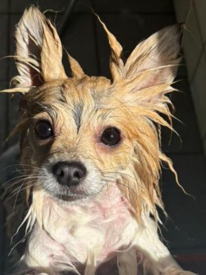 Hondje vastgebonden aan hek achtergelaten in buitengebied