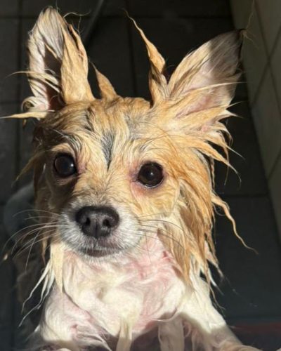 Hondje vastgebonden aan hek achtergelaten in buitengebied