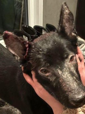 Hond Balou zwaargewond aangetroffen in woning in Rotterdam-Zuid