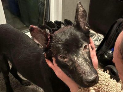 Hond Balou zwaargewond aangetroffen in woning in Rotterdam-Zuid