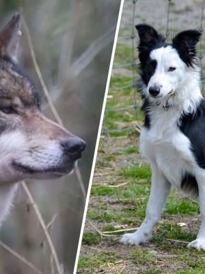 Nieuwe hoop in zoektocht naar vermiste hond Daisy