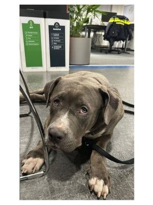 Eigenaar van hond Betty meldt zich niet: dier viert Kerst bij Stichting Dierenhulpverlening