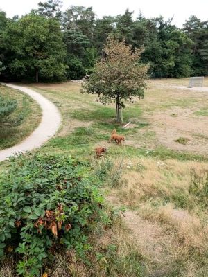 Wandelaars in Zeist nemen maatregelen na zedenincident in het bos: ‘Ik heb een fluitje bij me’