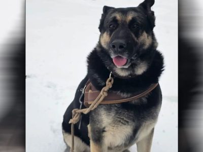 Hond gestolen, wie weet waar Bumper nu is?