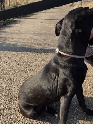 Politie zoekt hondeneigenaar: ‘Heeft mogelijk net een nest gehad’