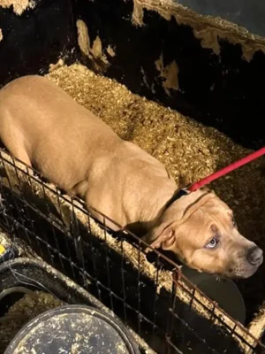 Opgesloten honden zonder water aangetroffen in woning