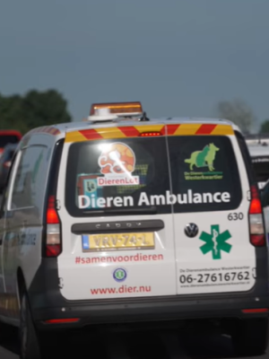 Dodelijk ongeluk N355 Grijpskerk: drie slachtoffers en hond spoorloos