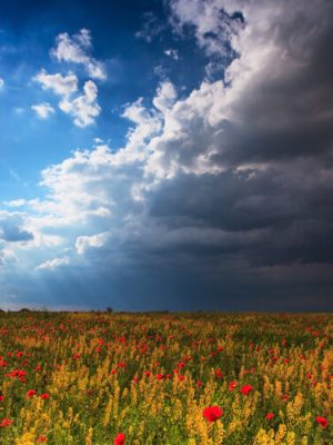 Beautiful rural scenery with wild flowers and ominous stormy sky