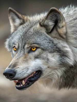 Basisschool gesloten na melding van wolf bij schoolplein